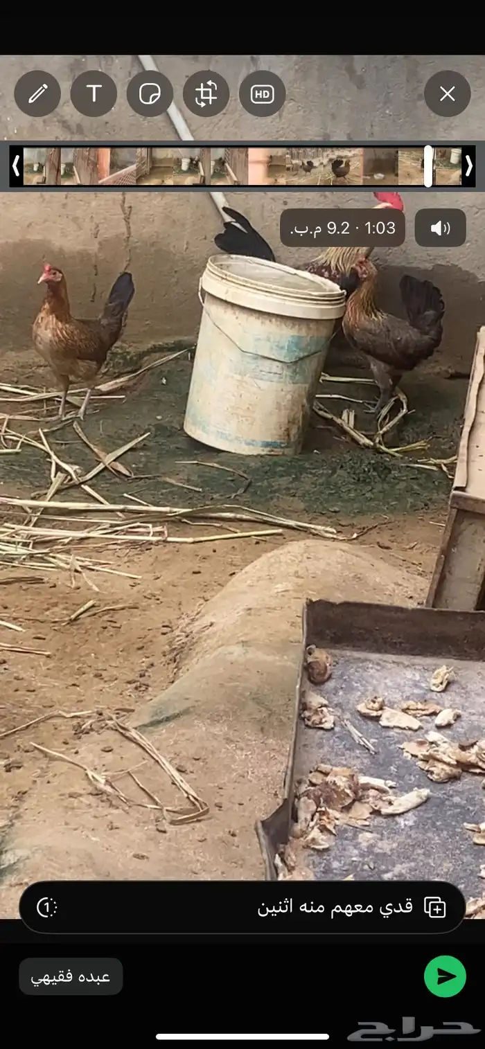 دجاج  عربي تراث 14