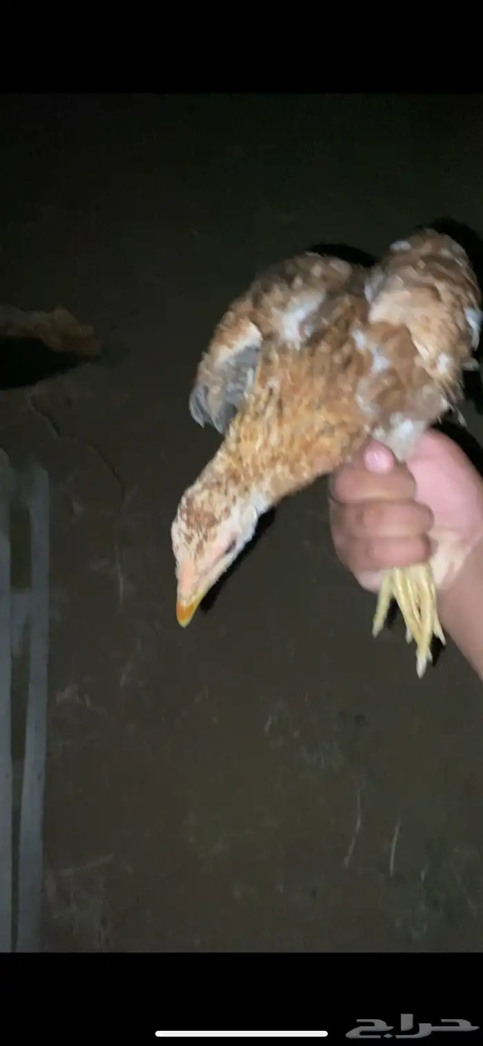 دجاجه محضنه معاها تقريبا 16 بيضه و 2 فريك العمر تقريبا 4 شهو 6