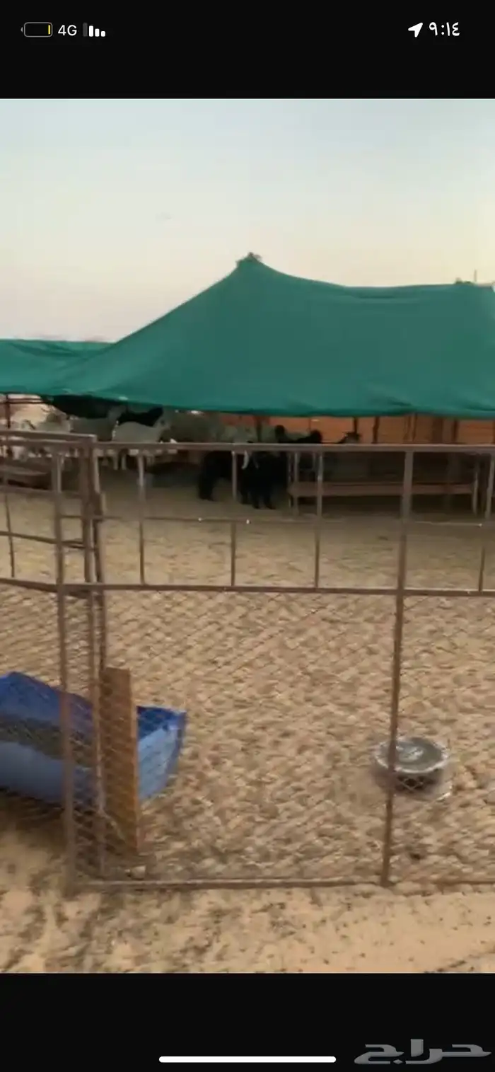 طليان ورخال هرافي ثلاجه ومناسبات 6