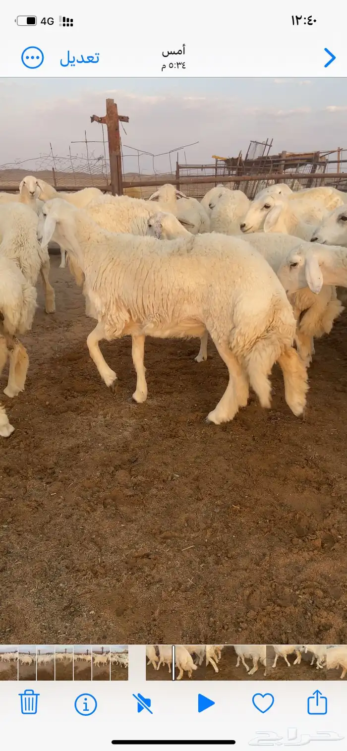 رخال مقاني صنف. 11