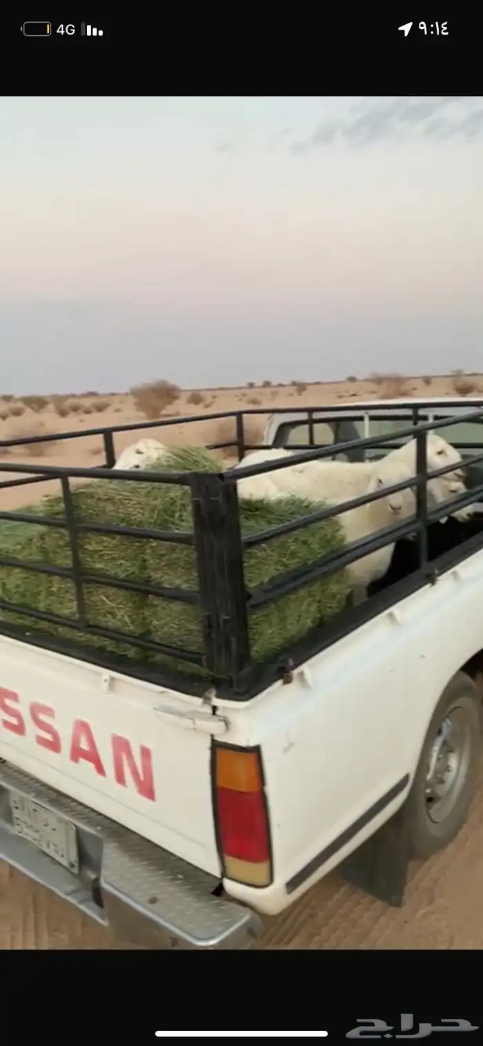 طليان ورخال هرافي ثلاجه ومناسبات 1