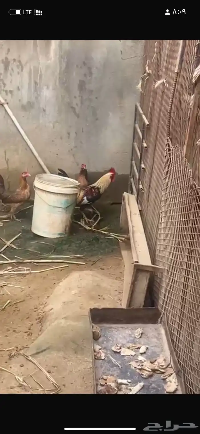 دجاج  عربي تراث 2