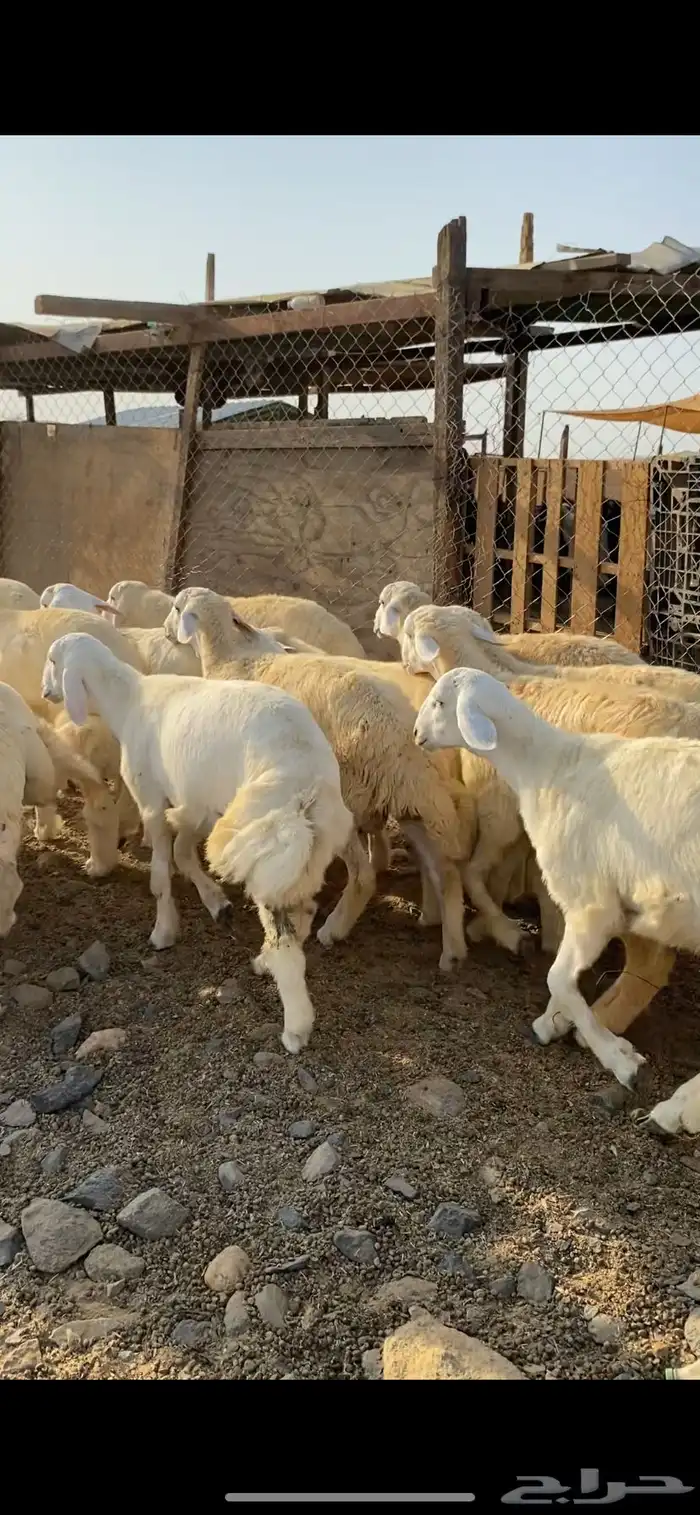 طليان وتيوس مراح وتربيه 0