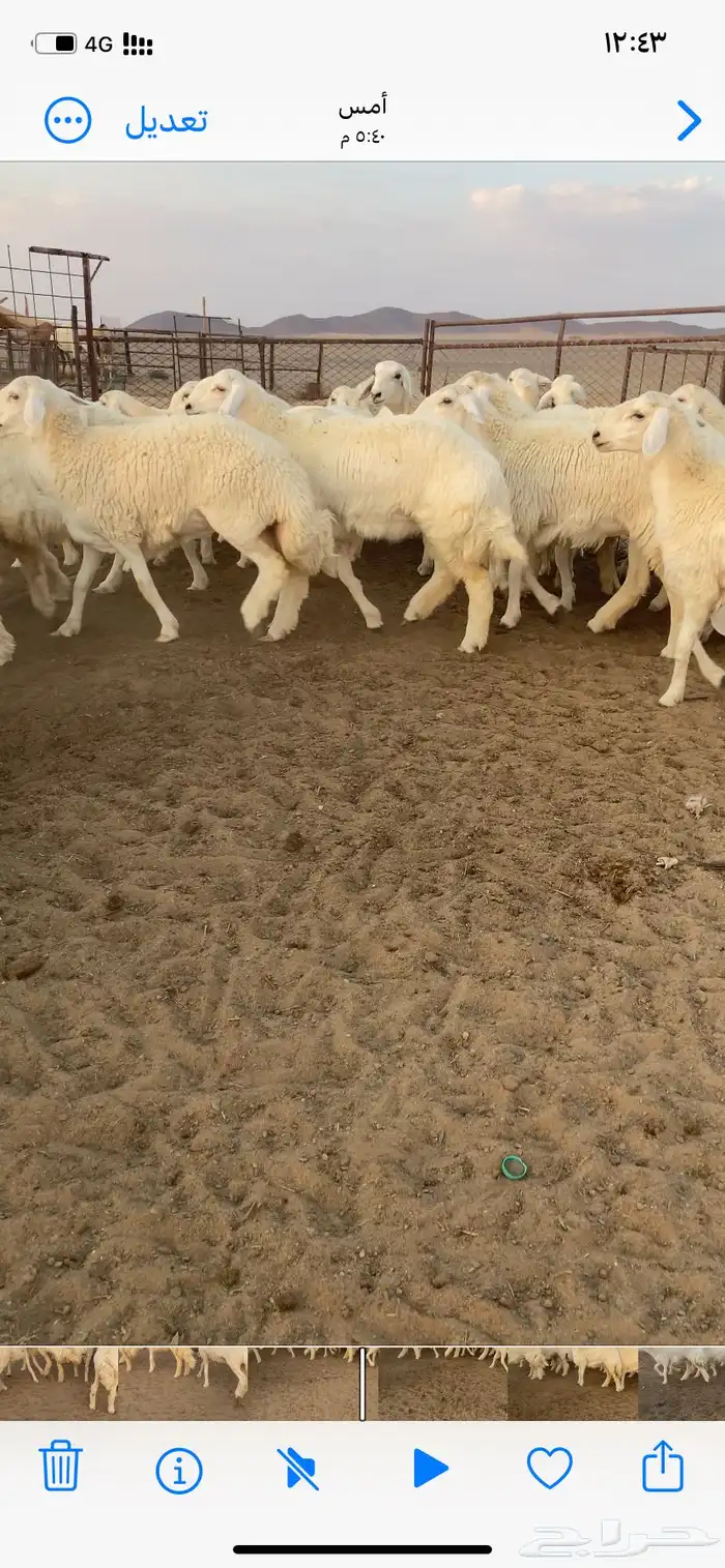رخال مقاني صنف. 1