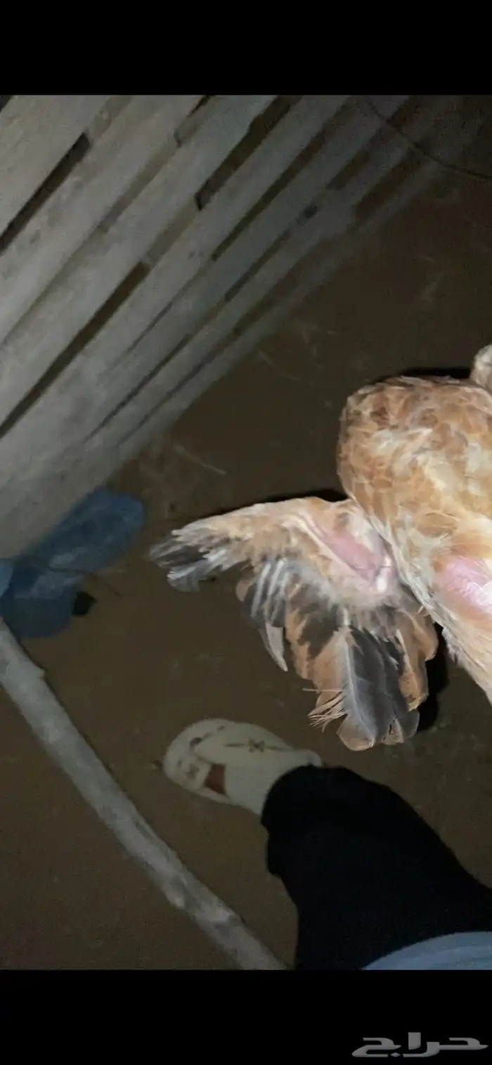 دجاجه محضنه معاها تقريبا 16 بيضه و 2 فريك العمر تقريبا 4 شهو 8