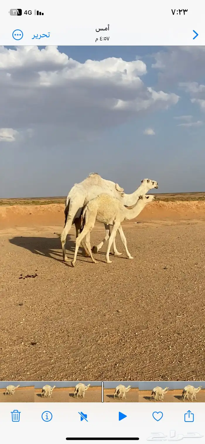 عشرا ثنو طيبه منيحه الشملي 0