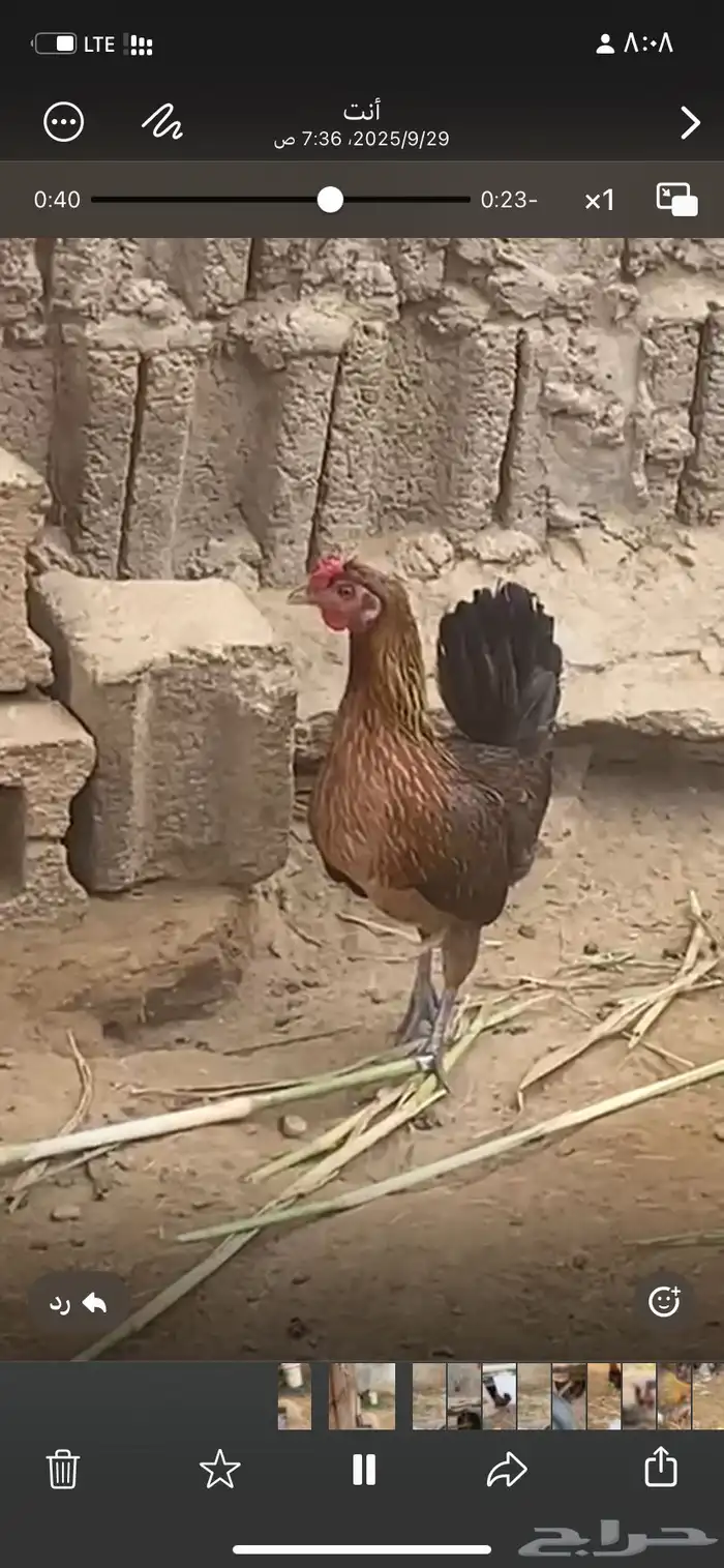 دجاج  عربي تراث 6