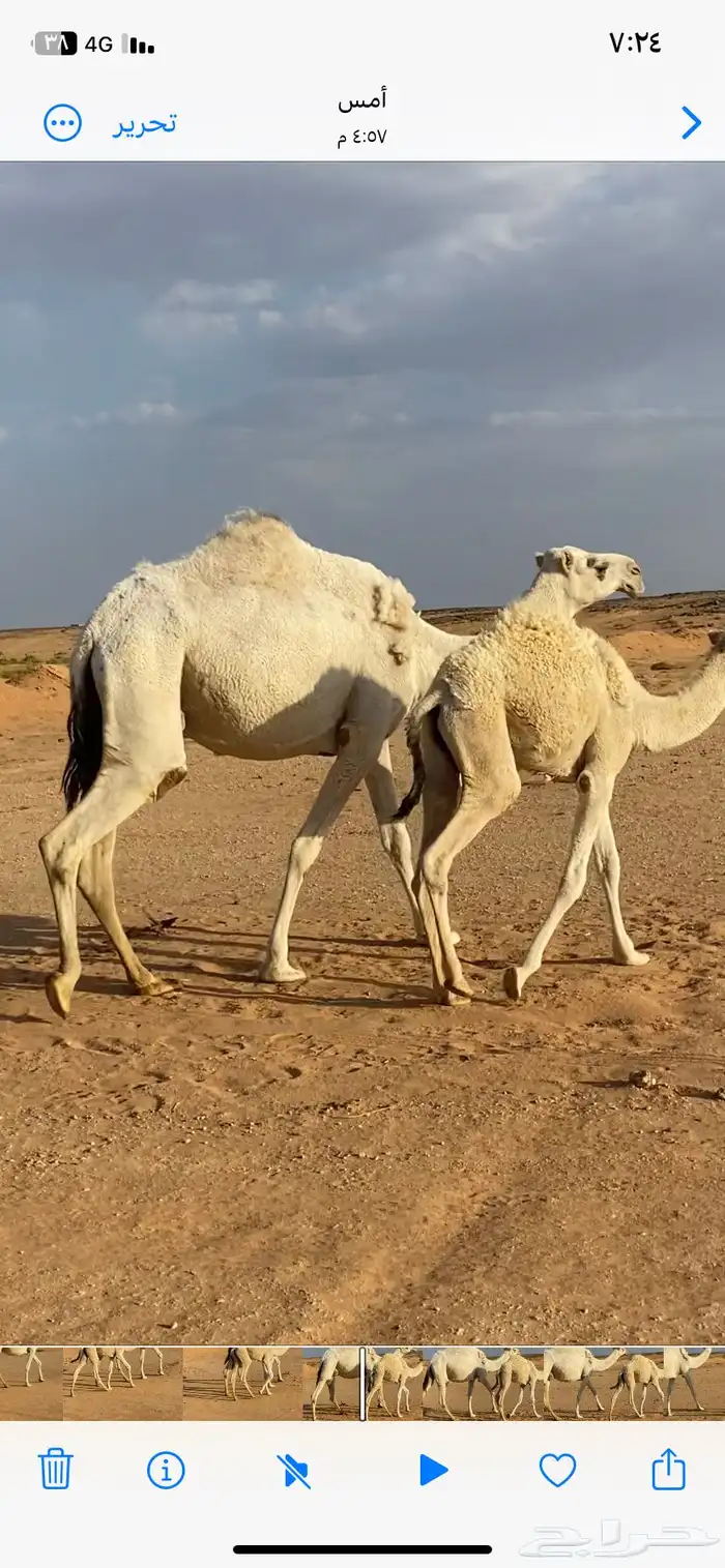 عشرا ثنو طيبه منيحه الشملي 1