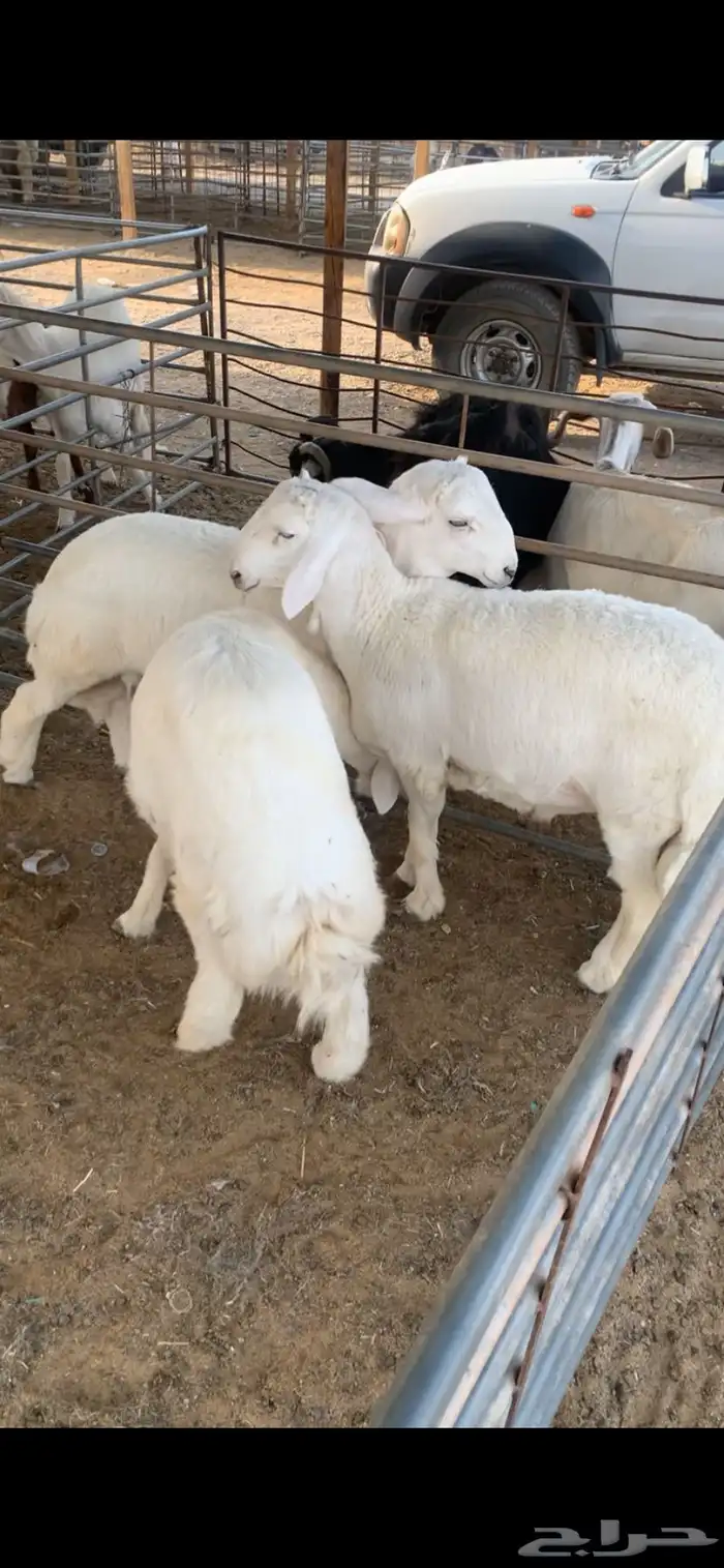 ذبايح بريه 1