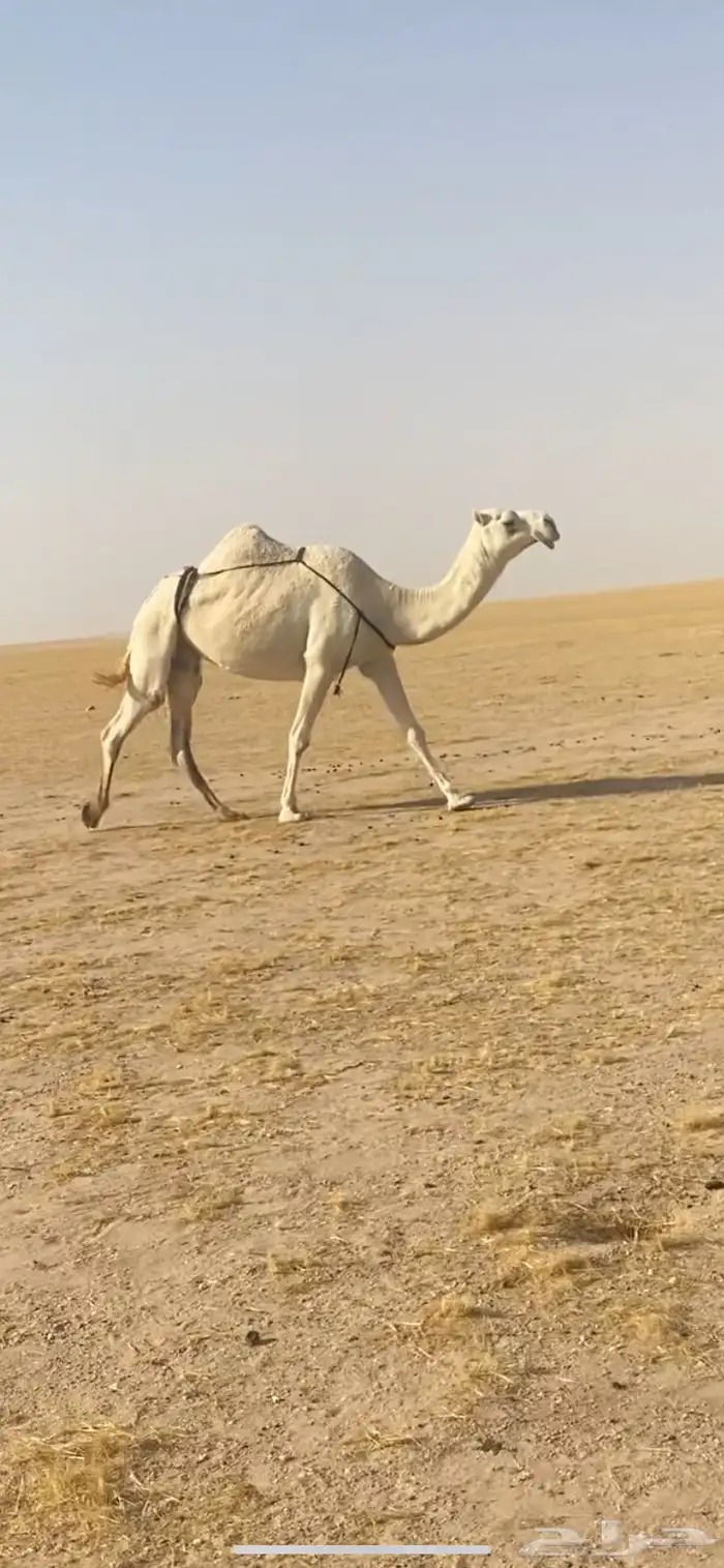 بكر ضروبه 0