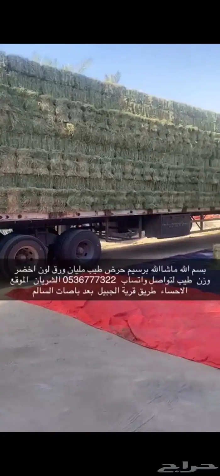 برسيم رودس مكعبات أغنام وعلاف دواجن 14