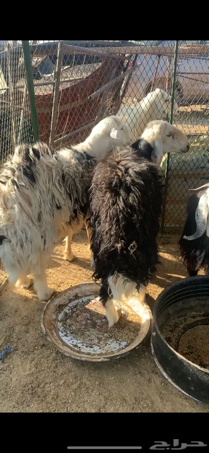 خرفان للبيع 3