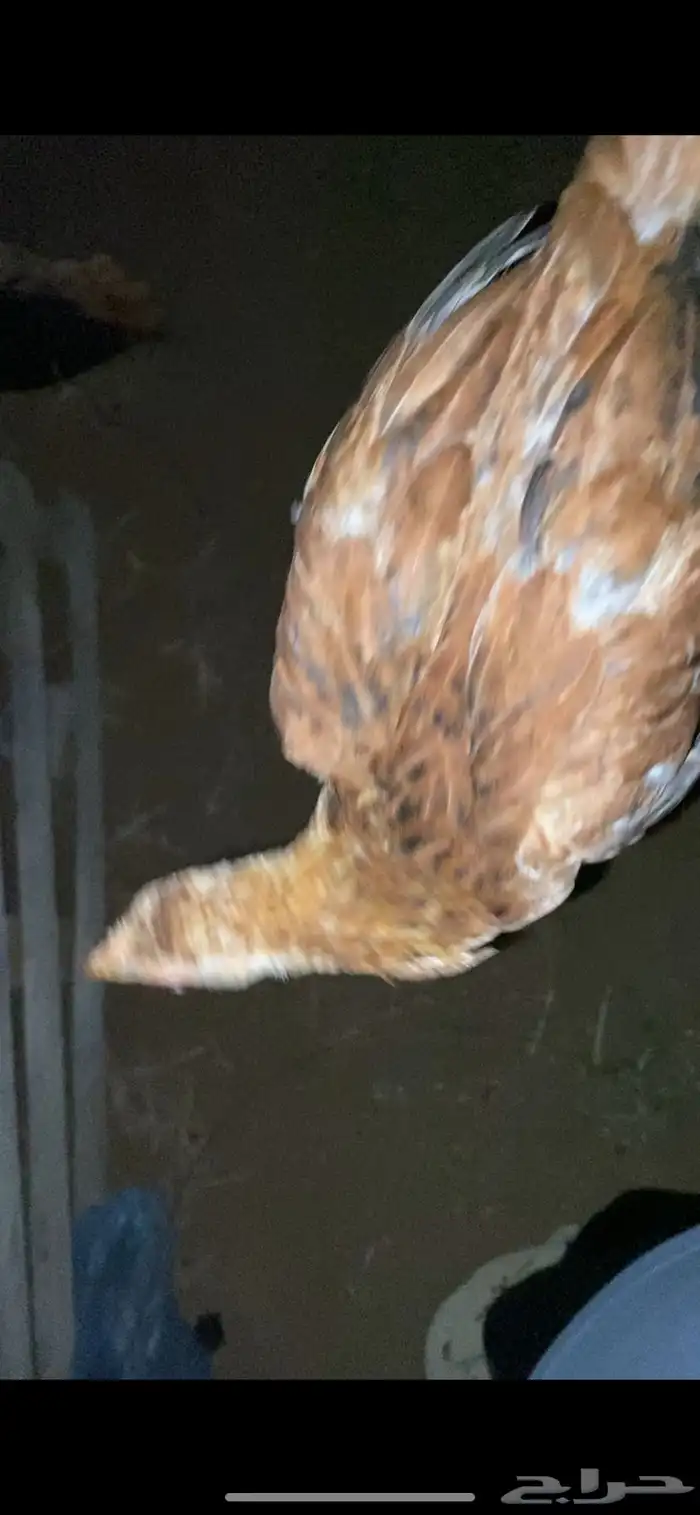 دجاجه محضنه معاها تقريبا 16 بيضه و 2 فريك العمر تقريبا 4 شهو 11