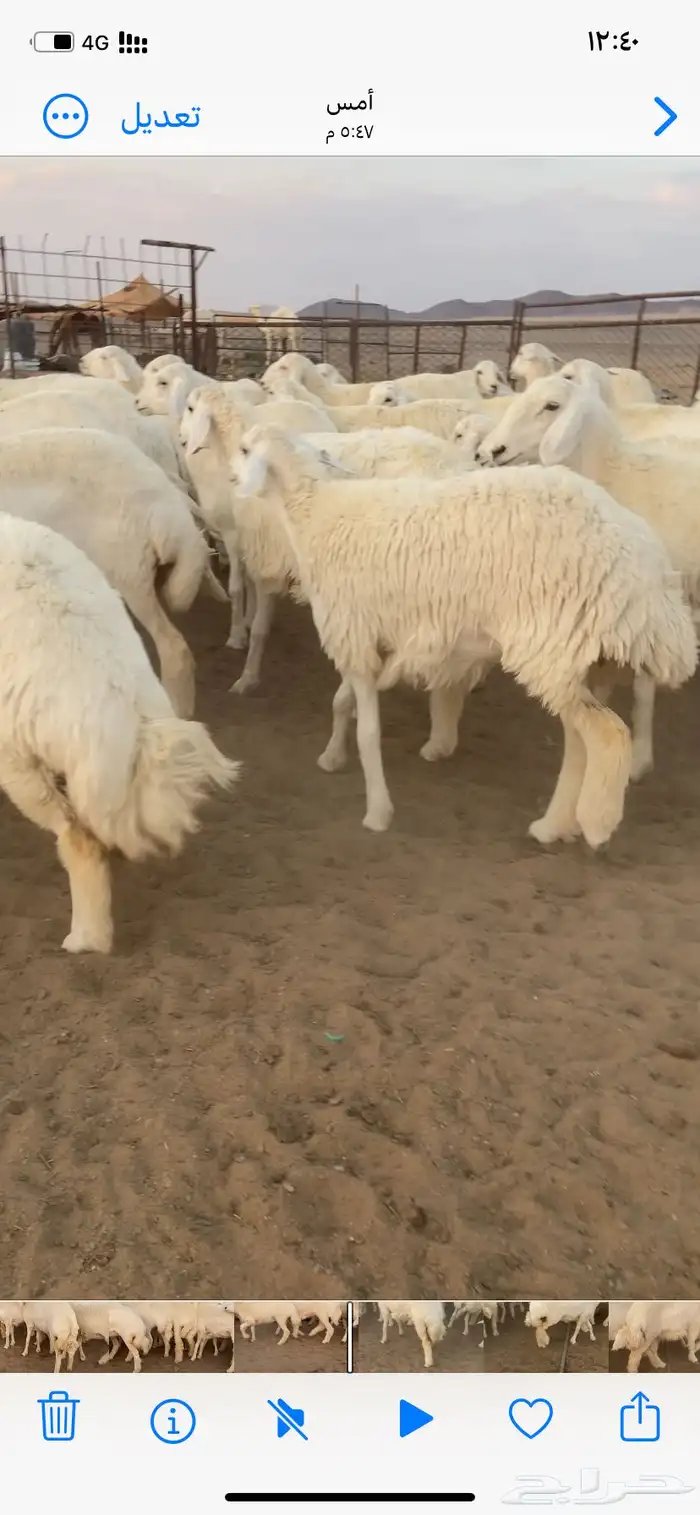 رخال مقاني صنف. 12