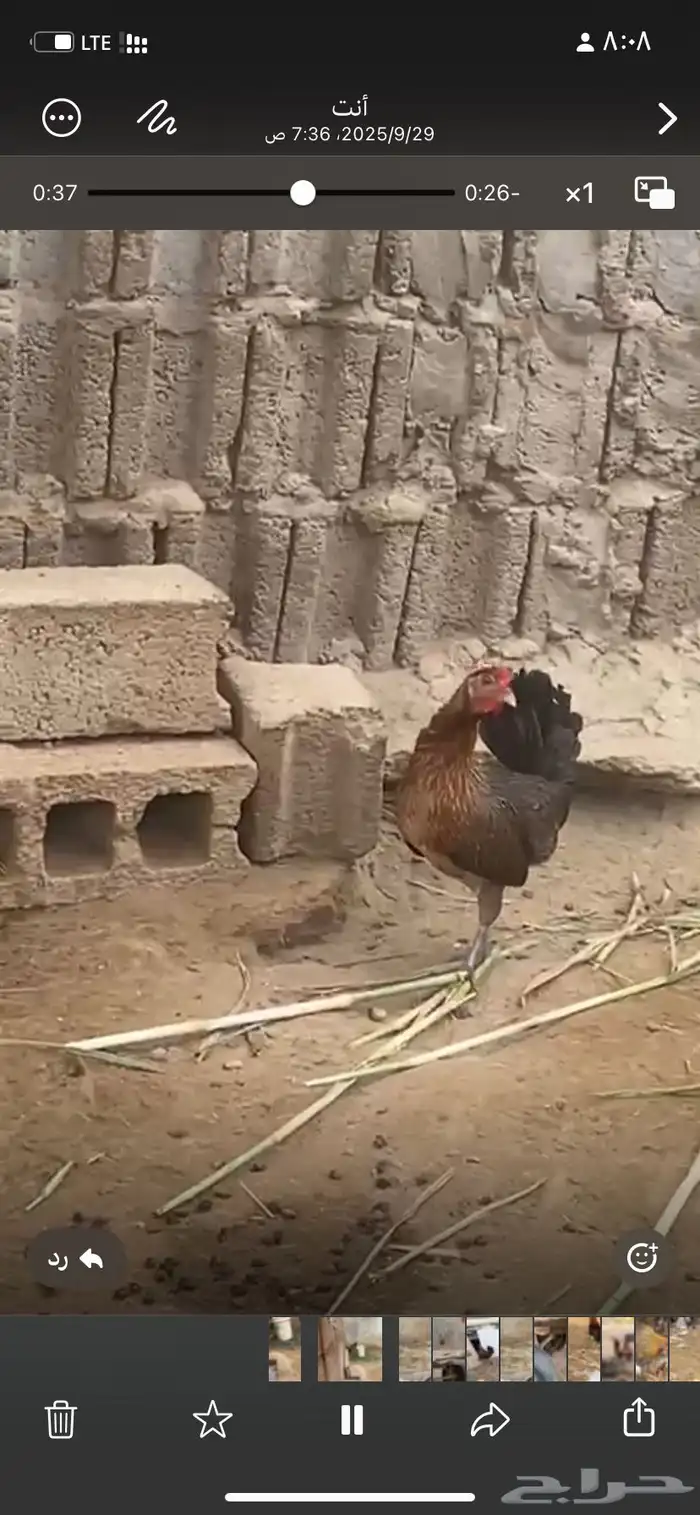 دجاج  عربي تراث 10