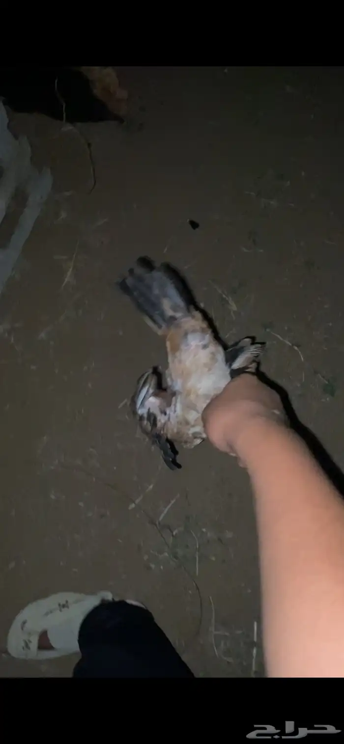 دجاجه محضنه معاها تقريبا 16 بيضه و 2 فريك العمر تقريبا 4 شهو 7
