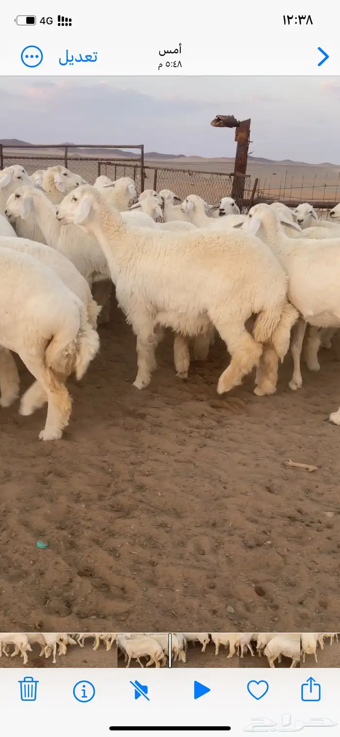 رخال مقاني صنف. 17