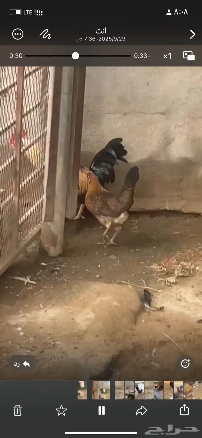 دجاج  عربي تراث 11