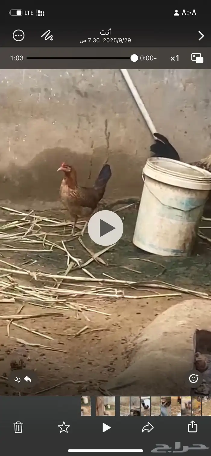 دجاج  عربي تراث 5