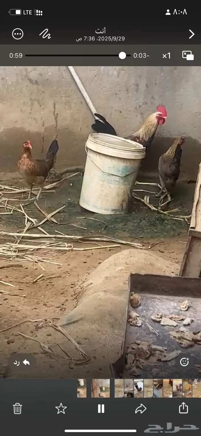 دجاج  عربي تراث 4