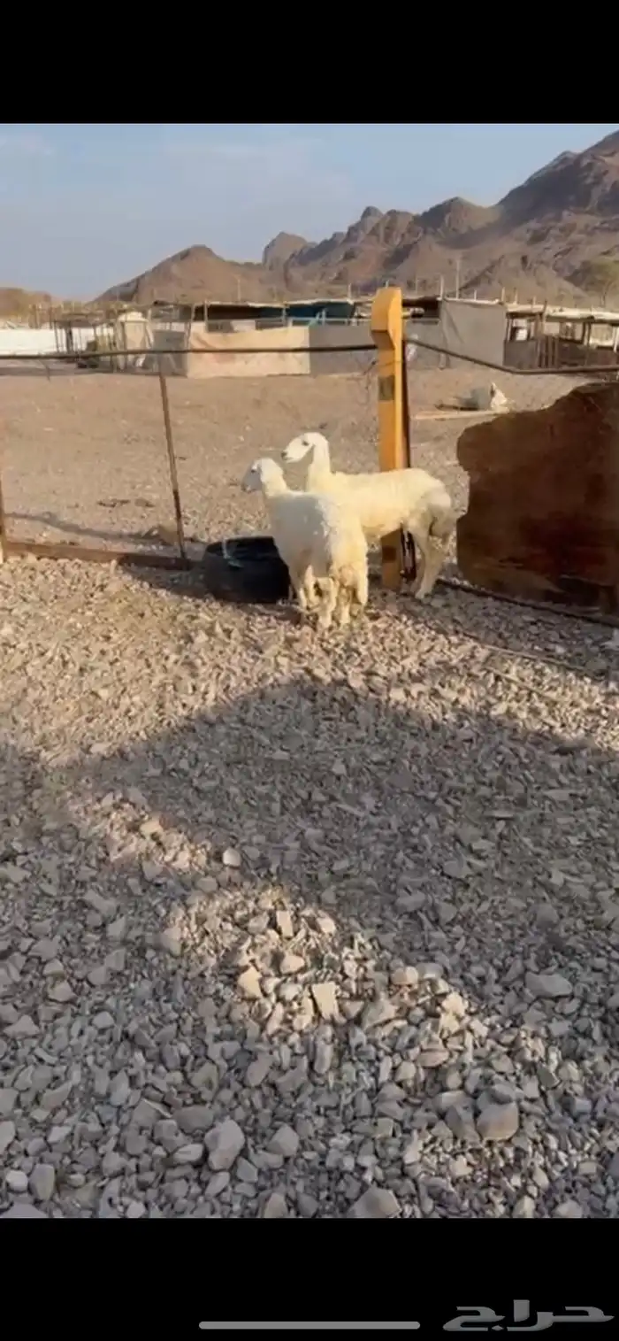 رخال ذبايح عمارها من 5 الى 6 شهور 0