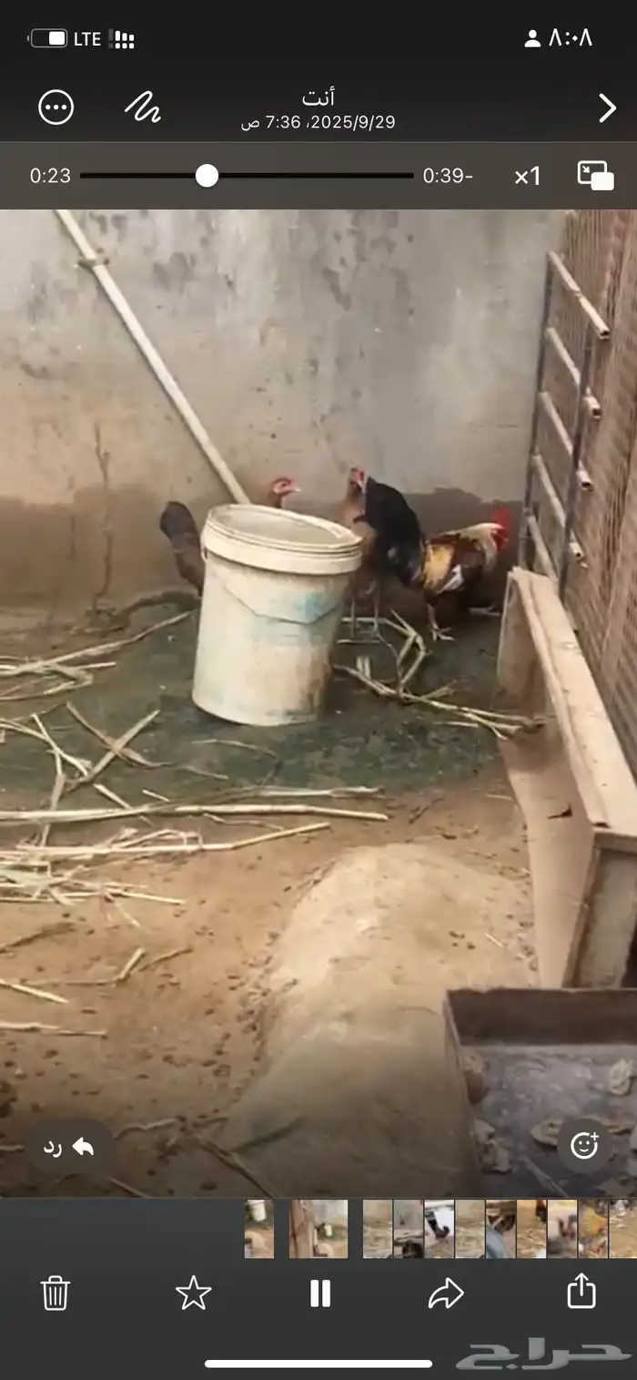 دجاج  عربي تراث 12