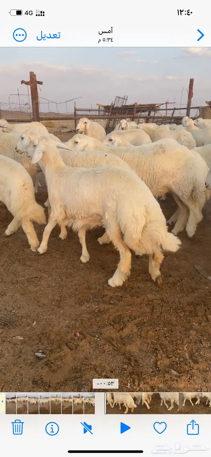 رخال مقاني صنف. 9