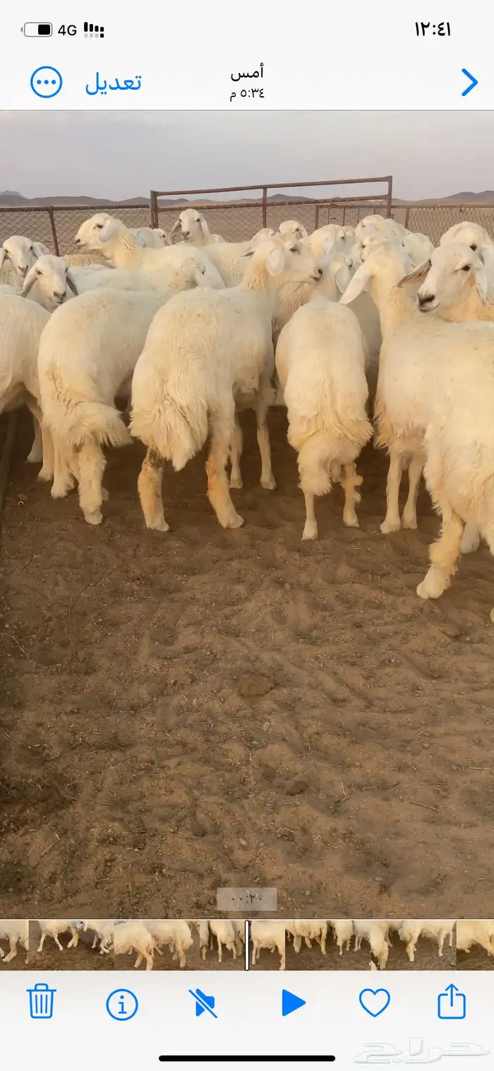 رخال مقاني صنف. 6