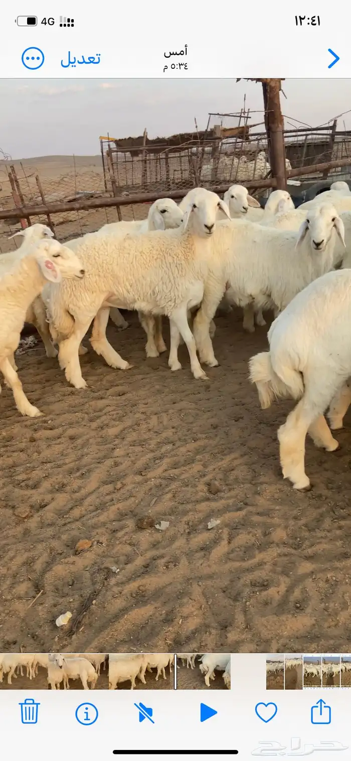 رخال مقاني صنف. 3