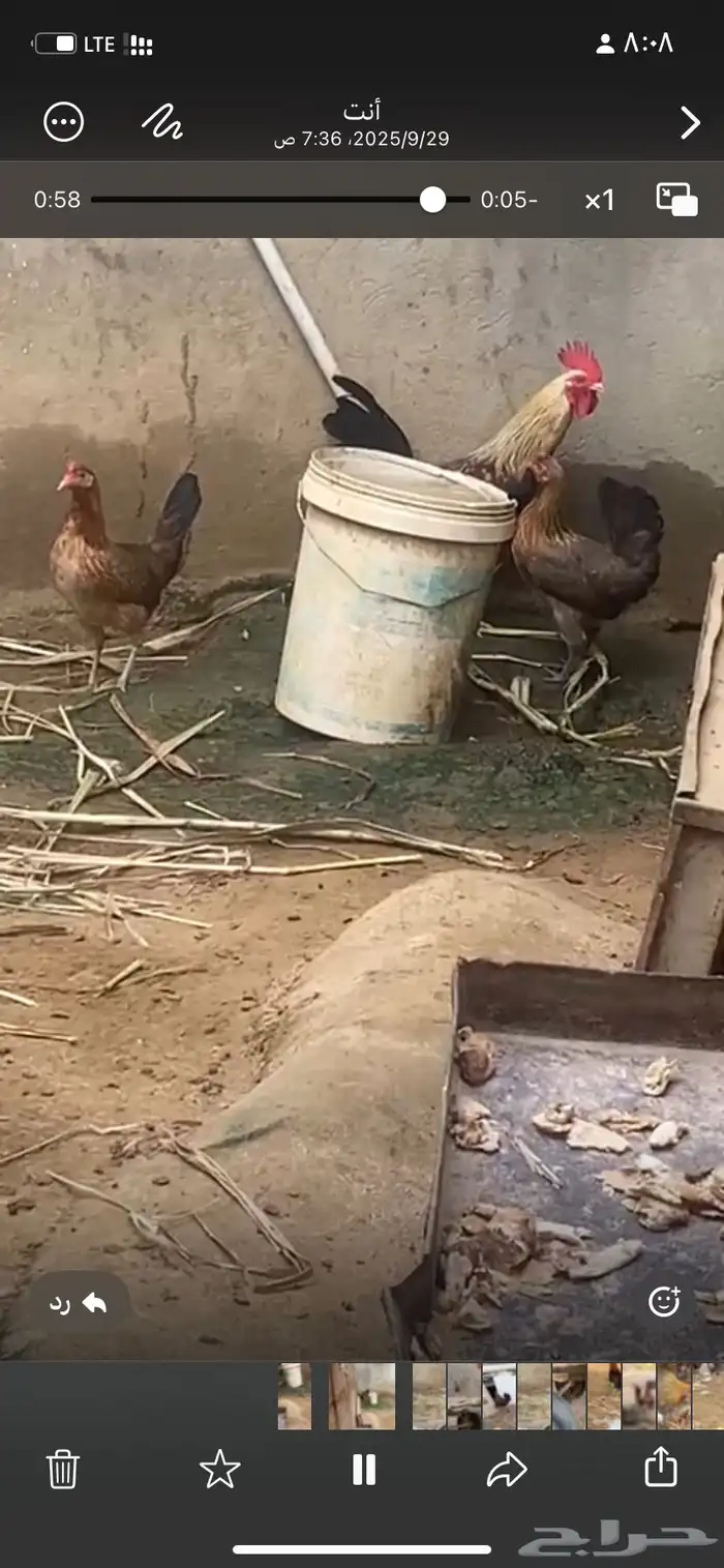 دجاج  عربي تراث 3