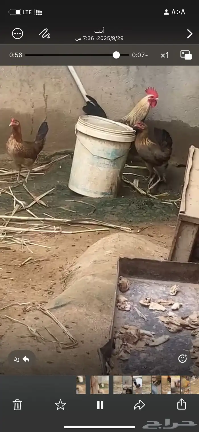 دجاج  عربي تراث 8