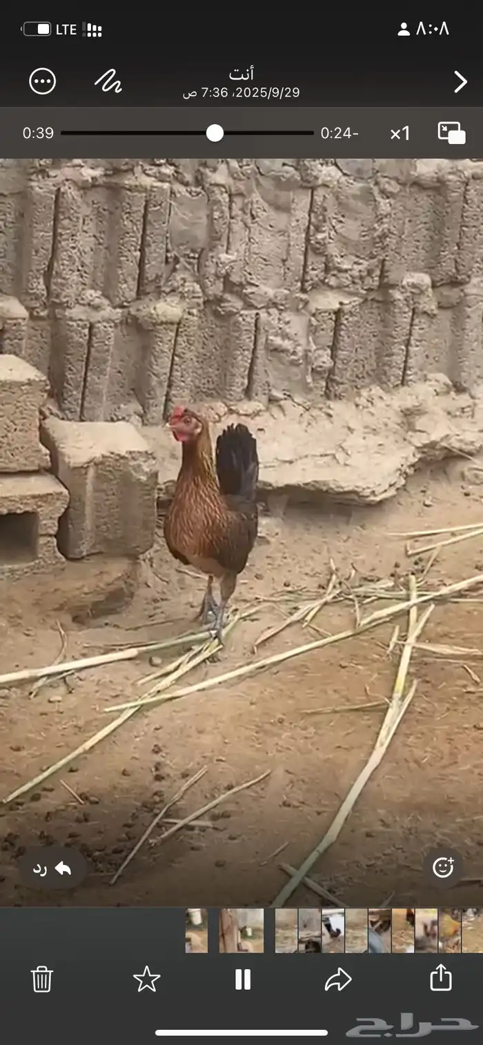 دجاج  عربي تراث 9