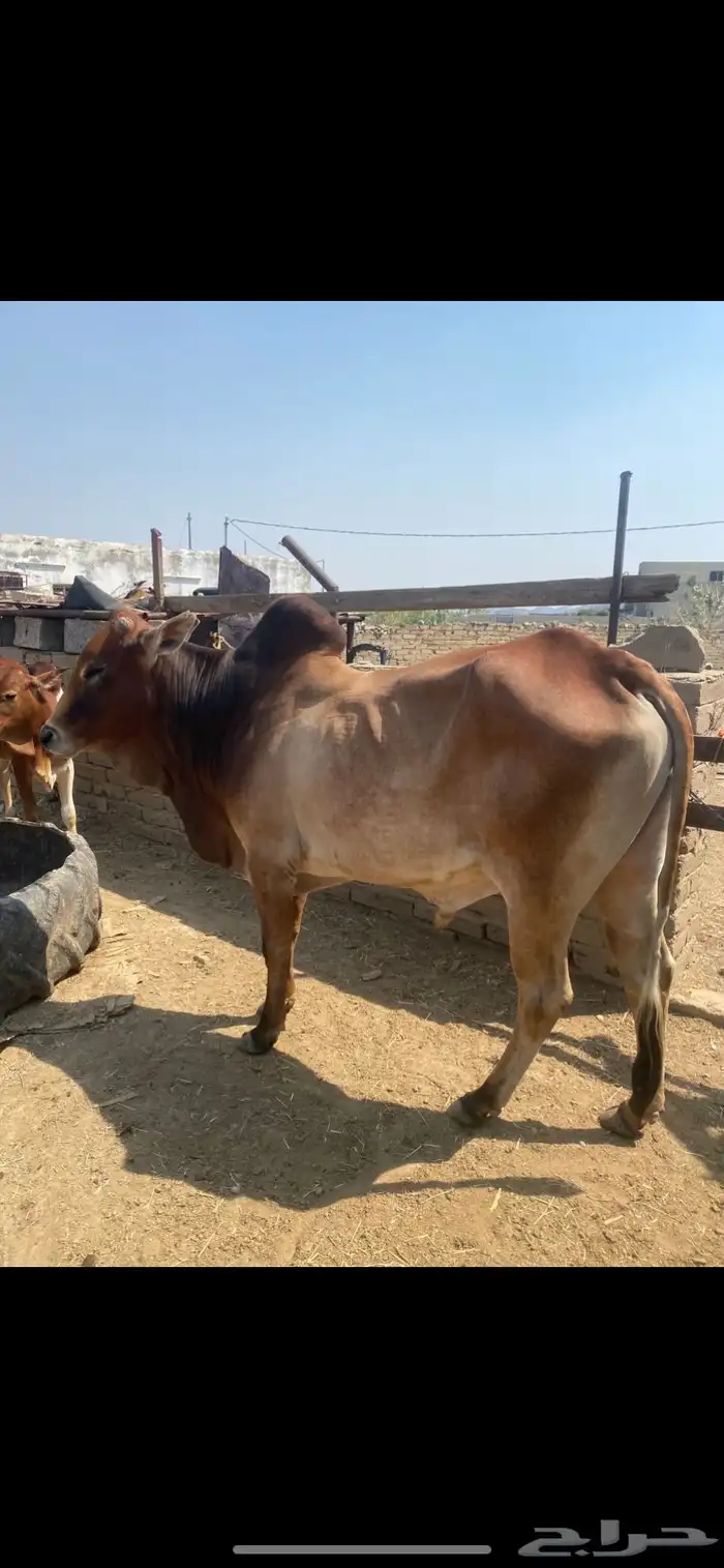ثور مشروط 0