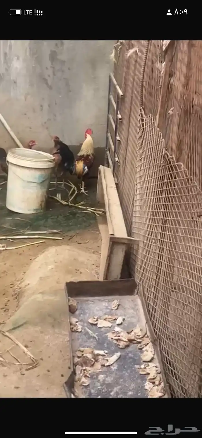 دجاج  عربي تراث 1