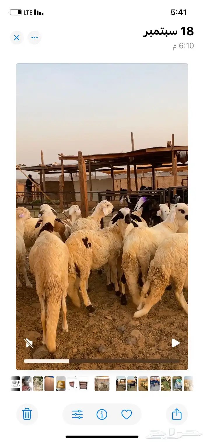 طليان وتيوس مراح وتربيه 2