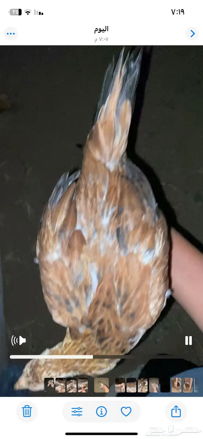 دجاجه محضنه معاها تقريبا 16 بيضه و 2 فريك العمر تقريبا 4 شهو 10