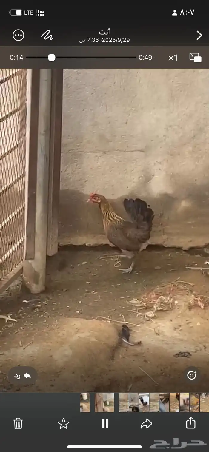 دجاج  عربي تراث 13