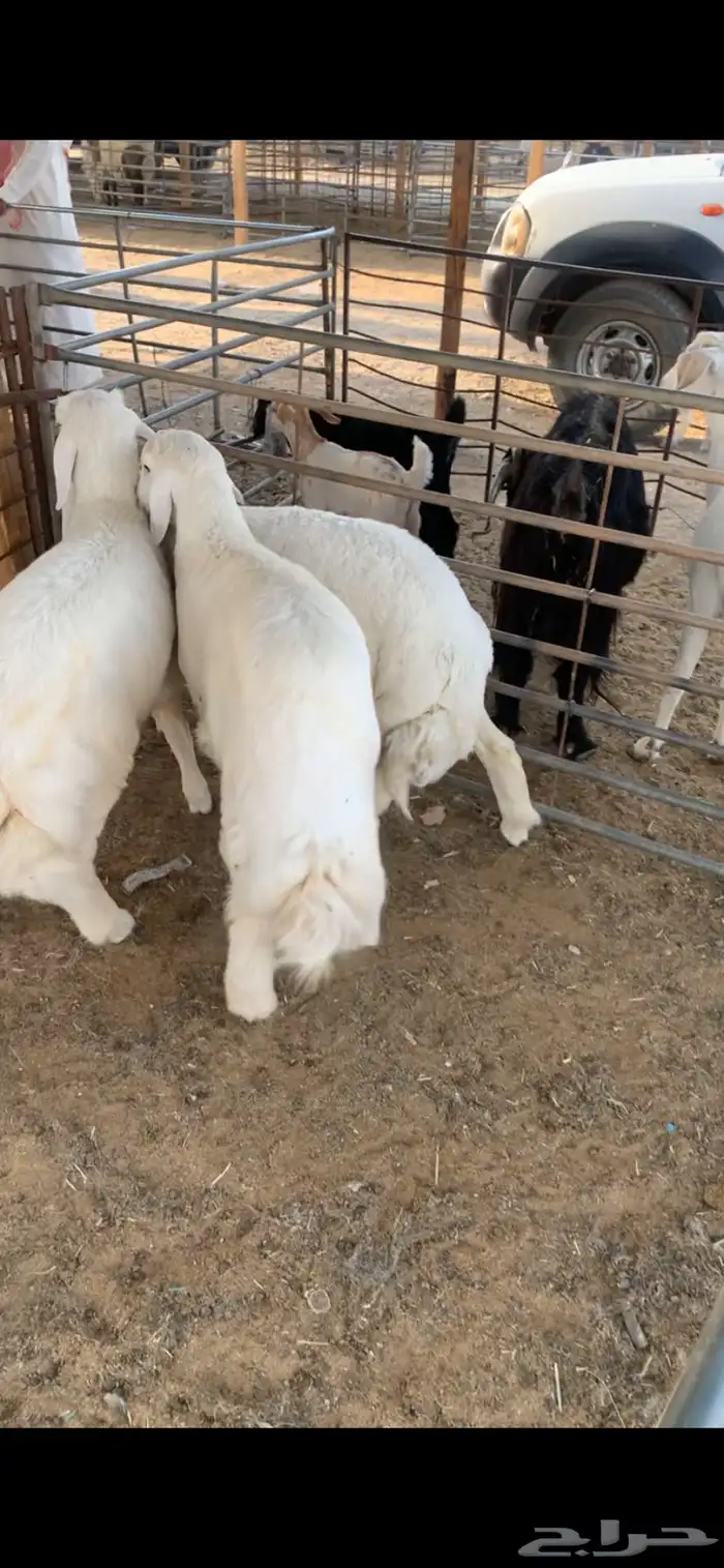 ذبايح بريه 0