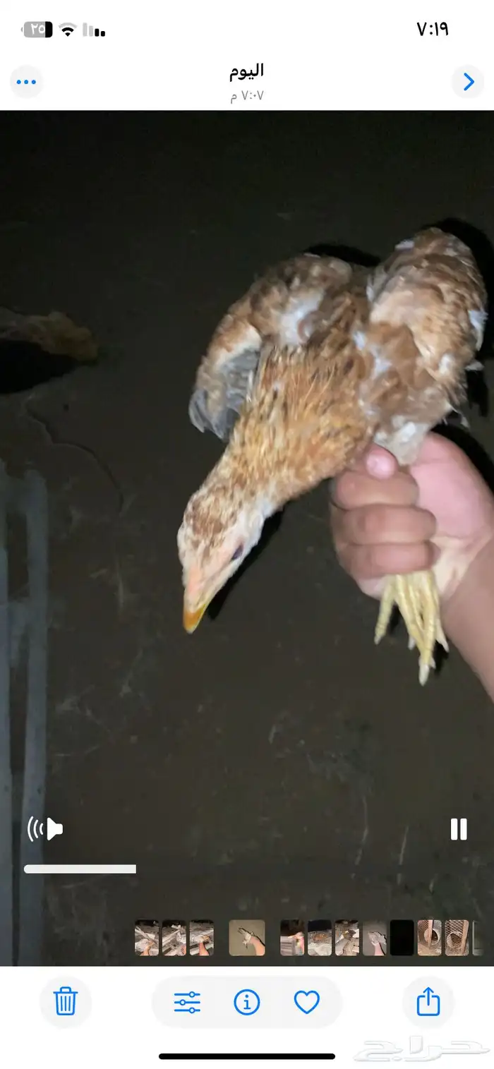 دجاجه محضنه معاها تقريبا 16 بيضه و 2 فريك العمر تقريبا 4 شهو 9