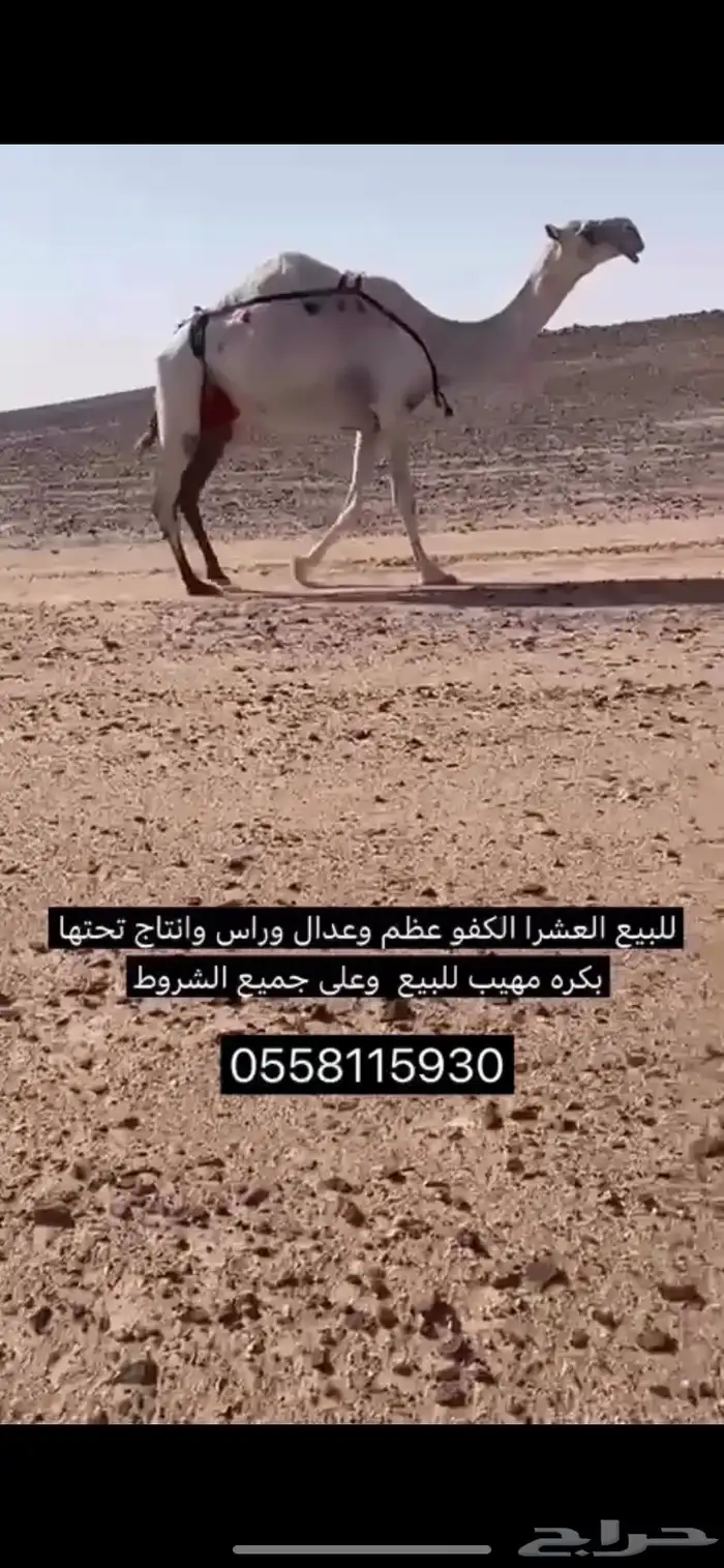 عشرا بداوه كفو موقعها وادي الدواسر 0
