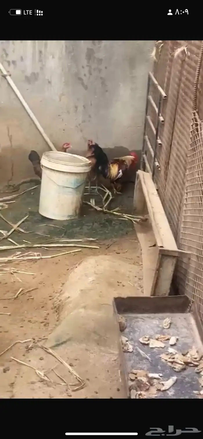 دجاج  عربي تراث 0