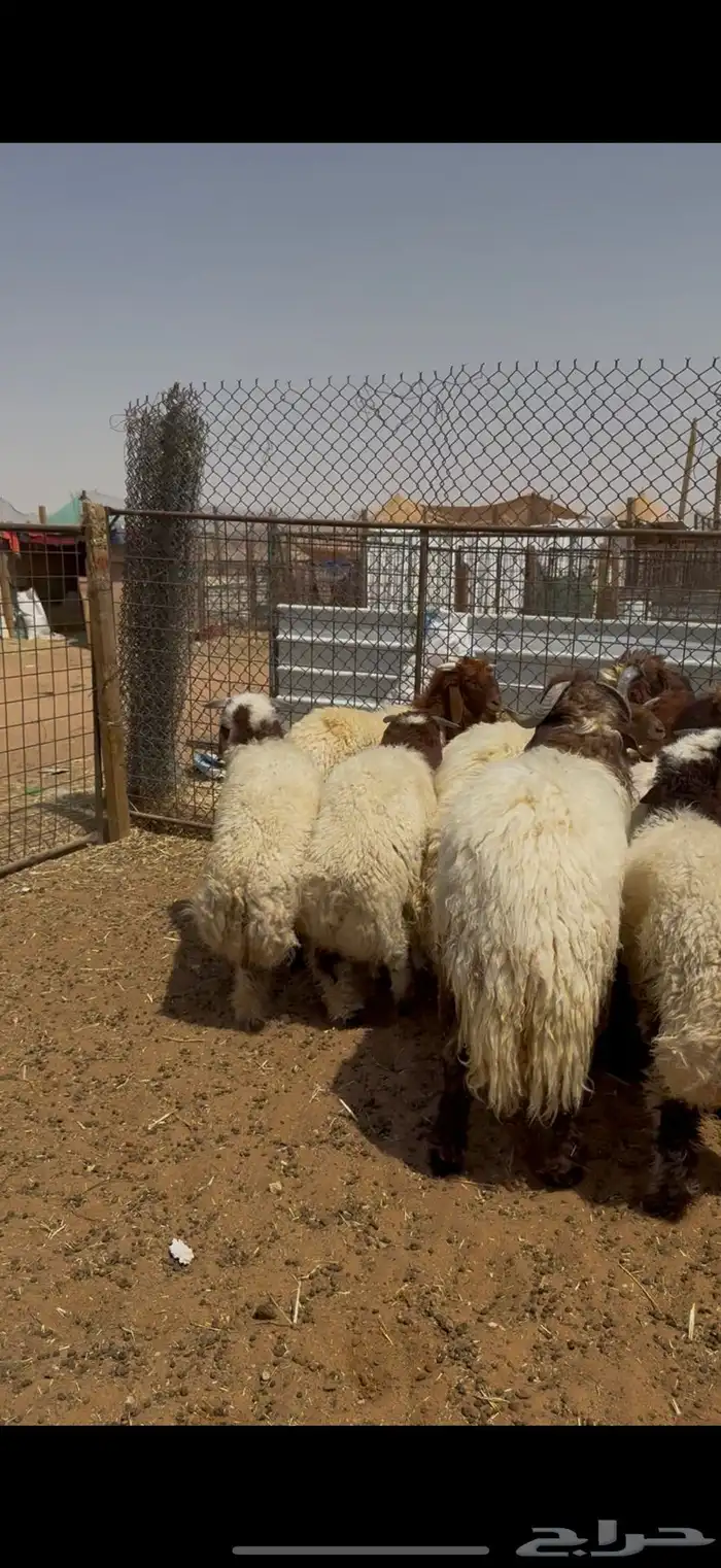 ذبايح بري نظيفه يوجد تمارا 2