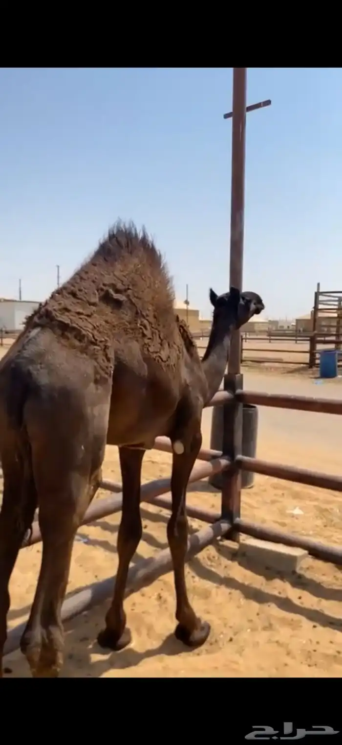 قعود مجهم طيب مرهه 0