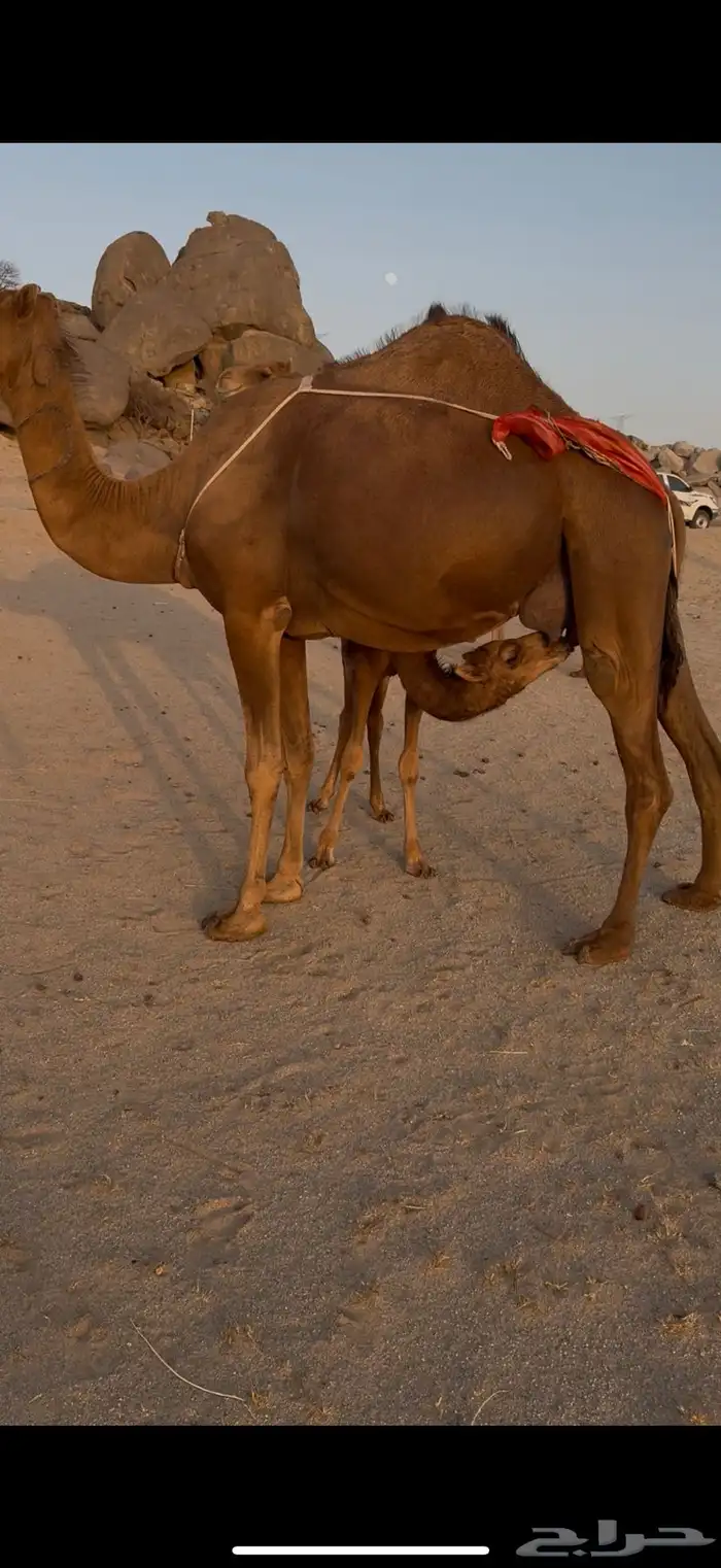 خلفة ساحلية مصغر ومعها بكره 3
