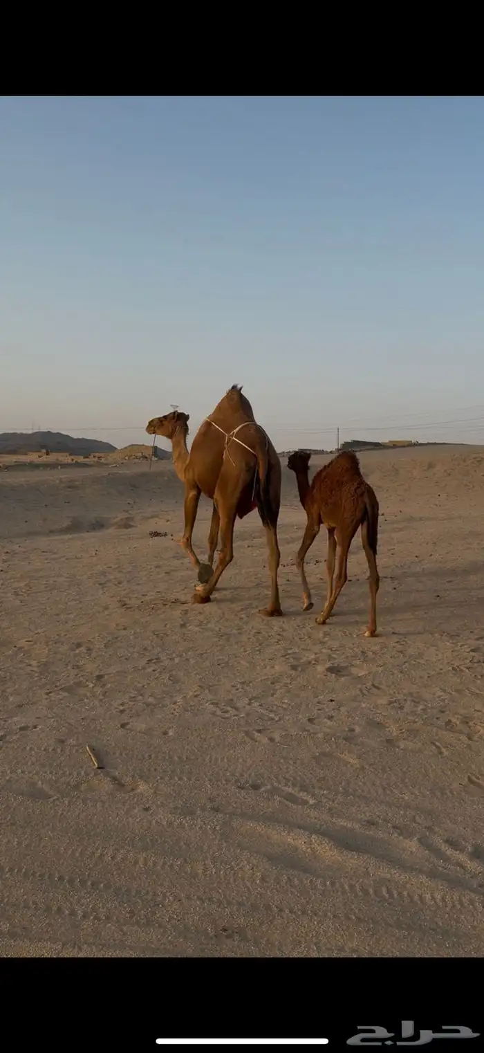 خلفة ساحلية مصغر ومعها بكره 1