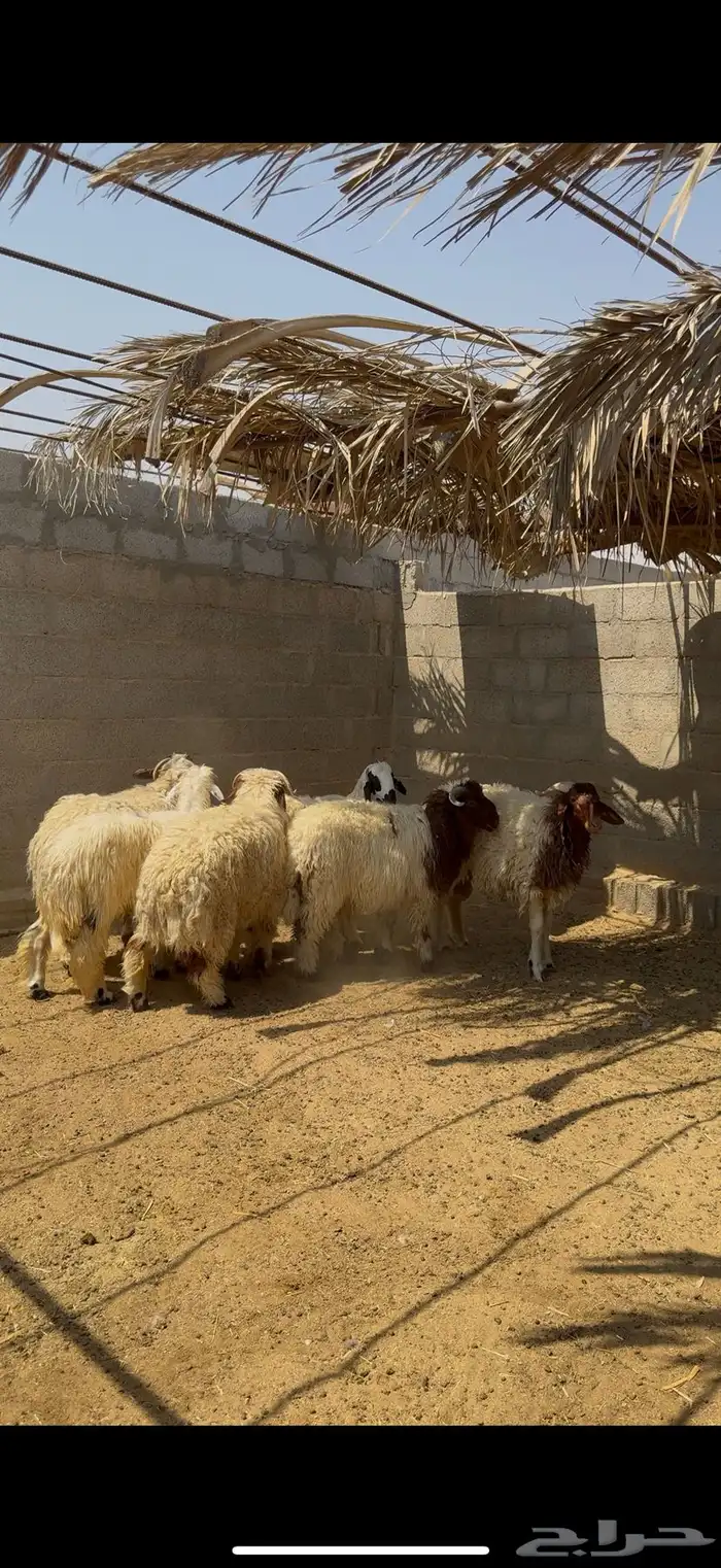 نعيم ونجد للبيع 1