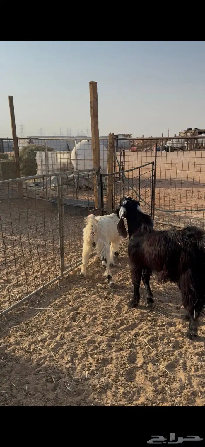 ذبايح بري نظيفه يوجد تمارا 4