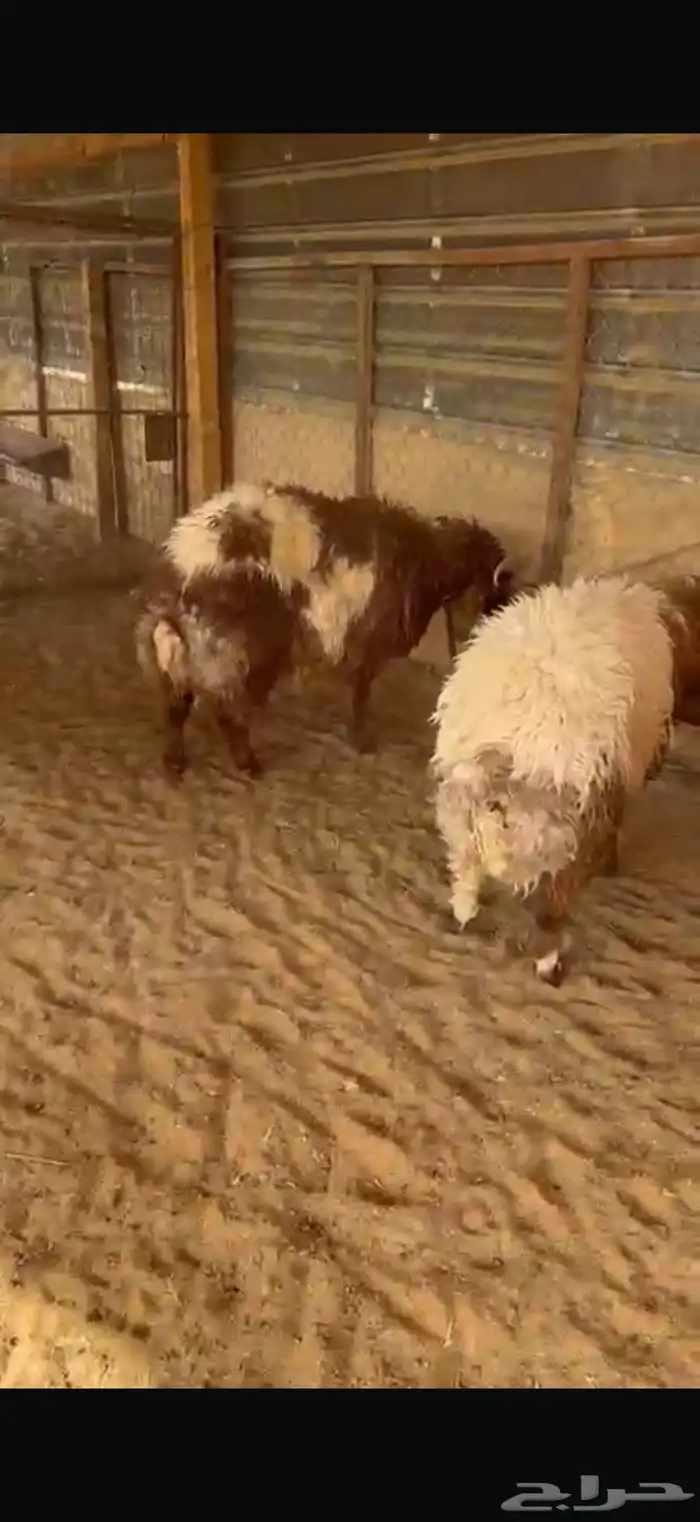 ذبايح سواكن وحري ونعيم 5