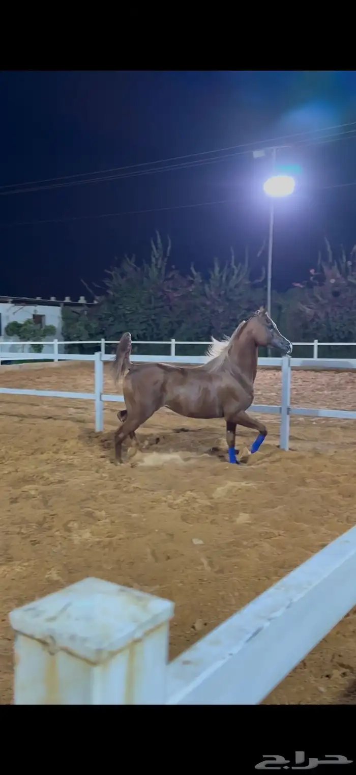 حصان واهو فاخر ويحمل دماء ابطل 2