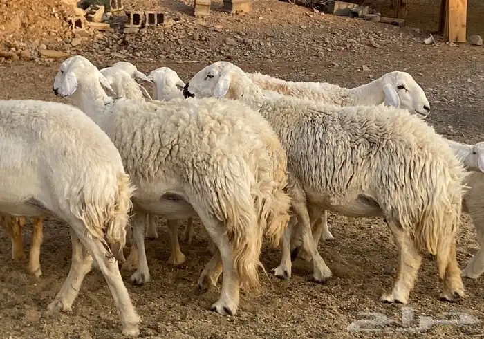 ضان حريات حرش ولد 0